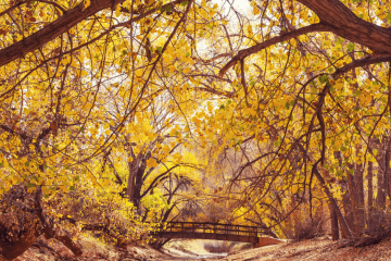 Fall Q3 2025 newsletter (1)