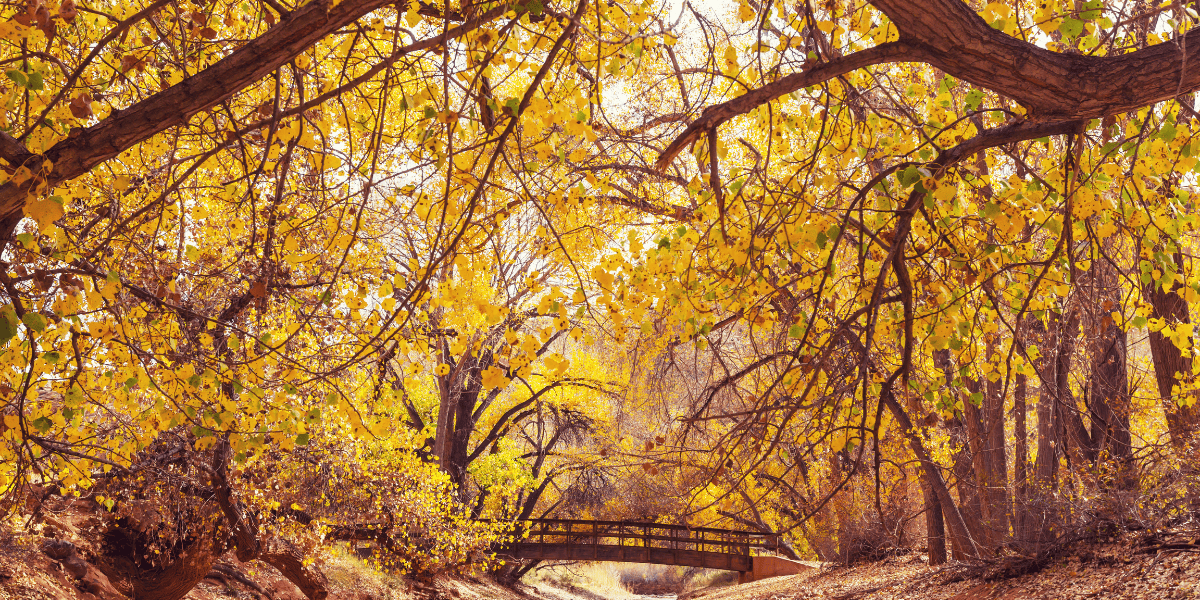 Fall Q3 2025 newsletter (1)