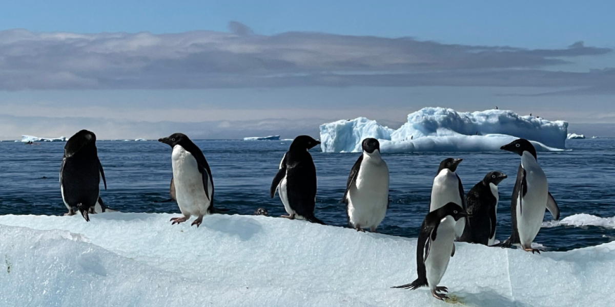 Treehouse - penguins -2023 Antartica (1)
