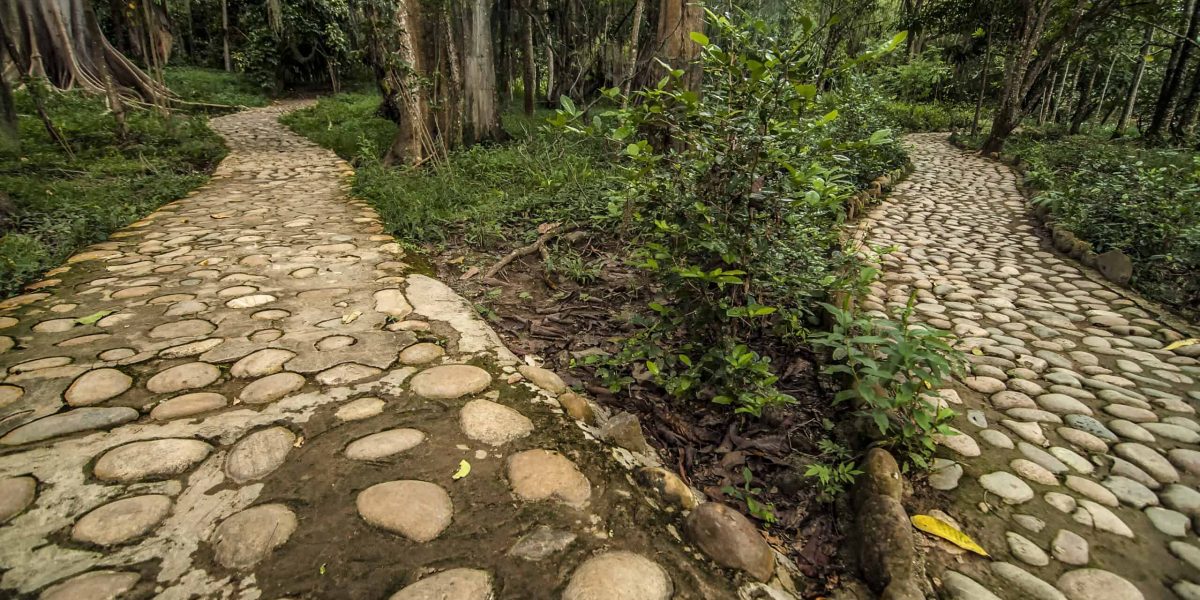 An image of two diverging paths in a forest.